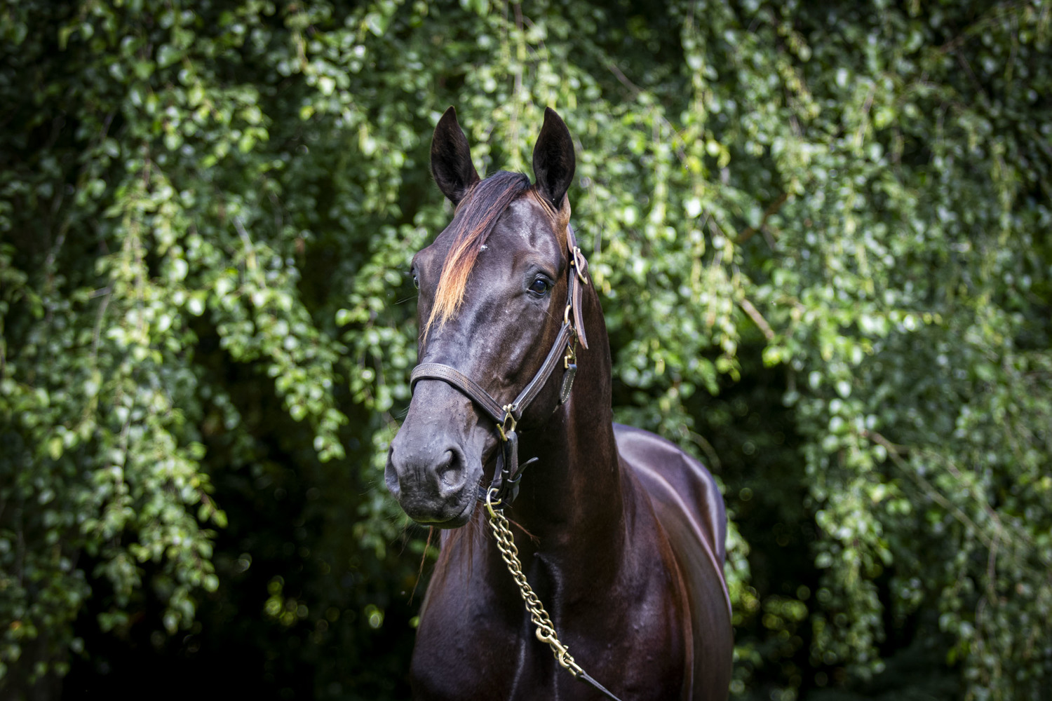 Photo  de KENTUCKY DREAM #2